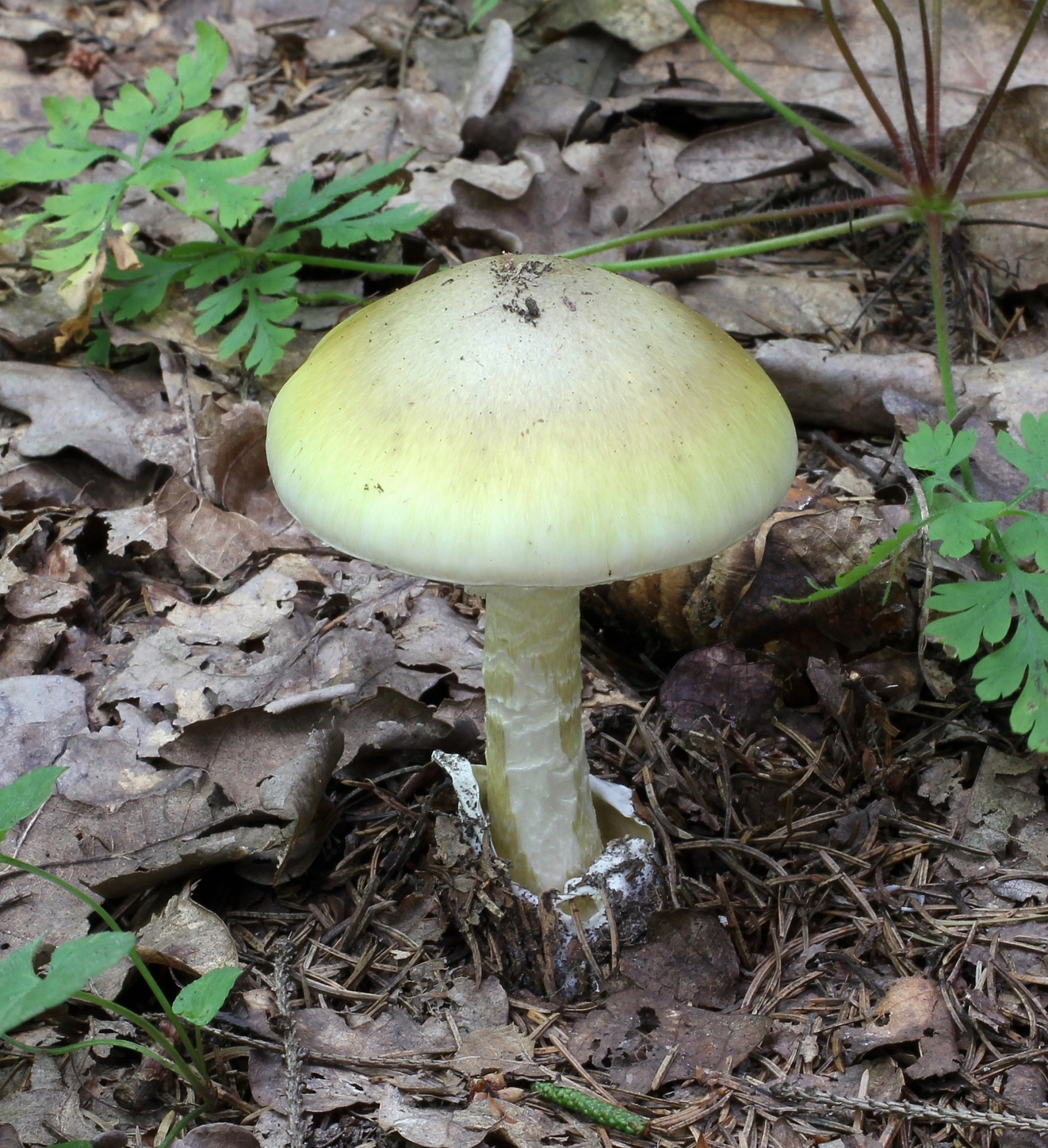 image7